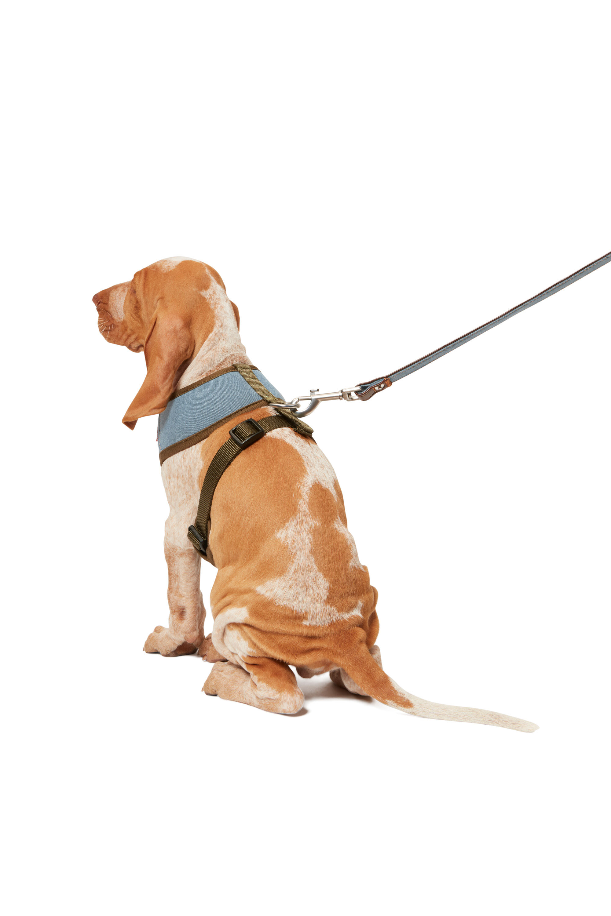 Diesel - PET-LEASH, ライトブルー - Image 3