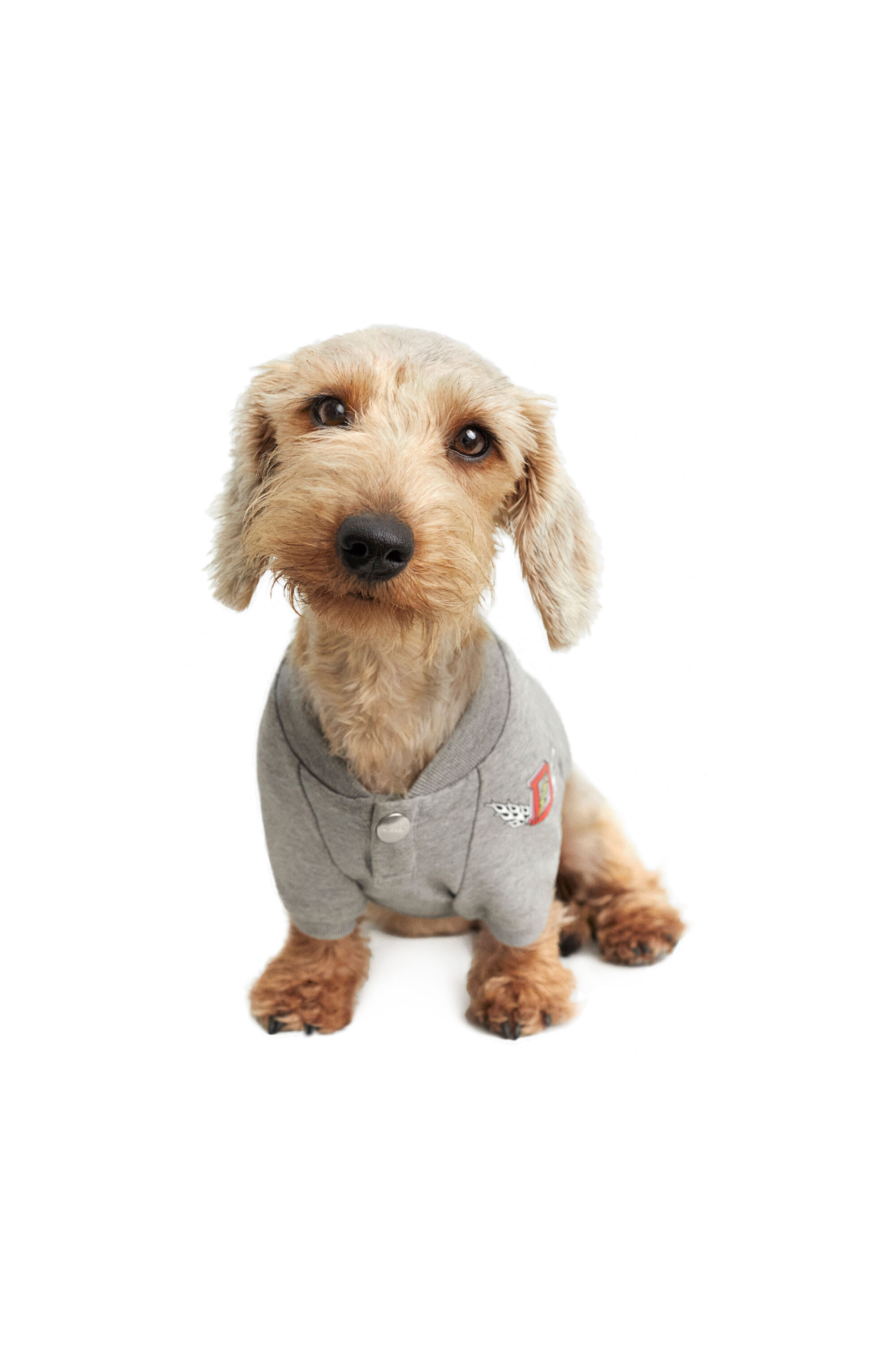 Diesel - PET-WOLF-GRY, グレー - Image 2