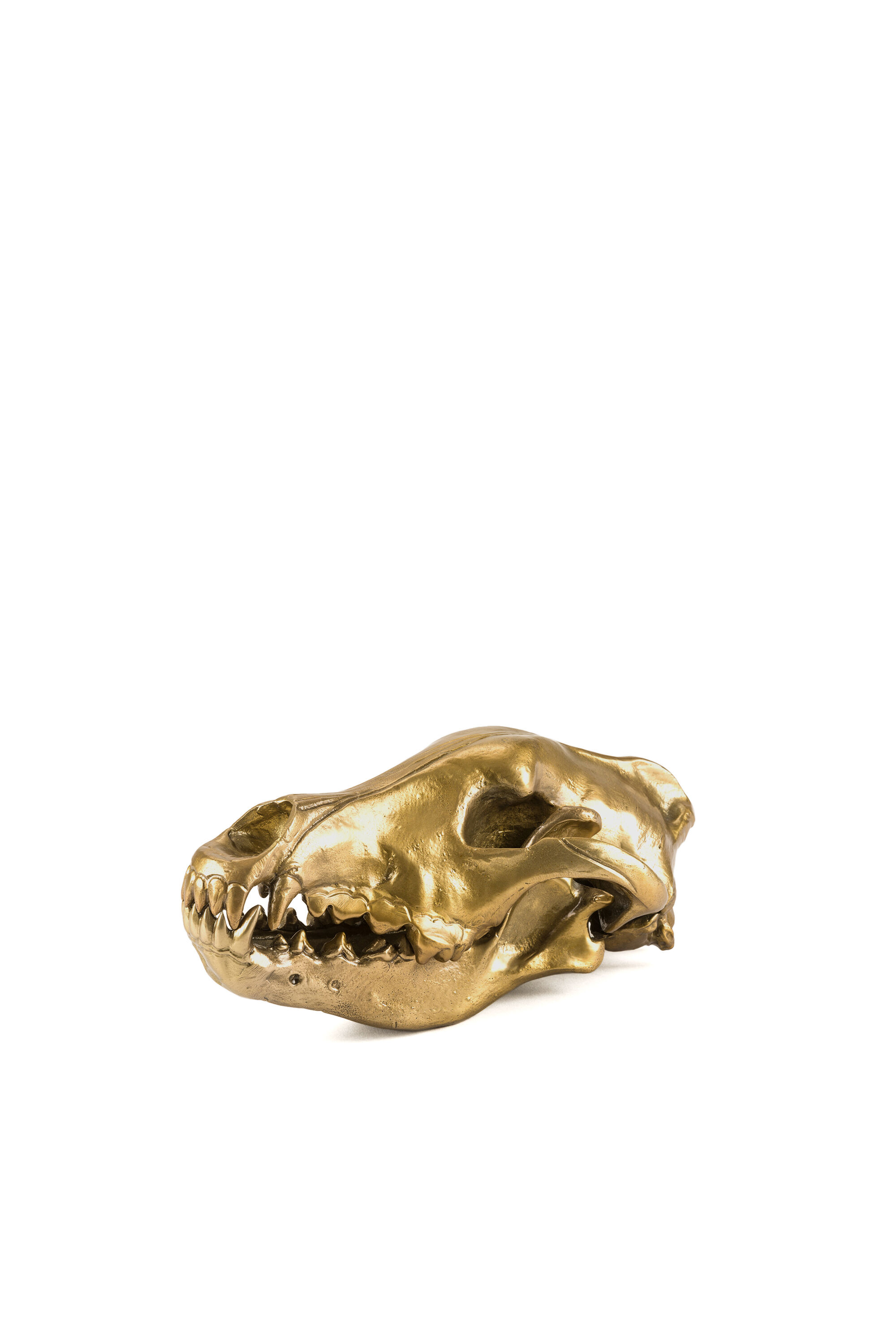 Diesel - 10892 Wunderkammer, Unisex's "Wolf This Way" Wunderkammer Wolf Skull in ゴールド - 1