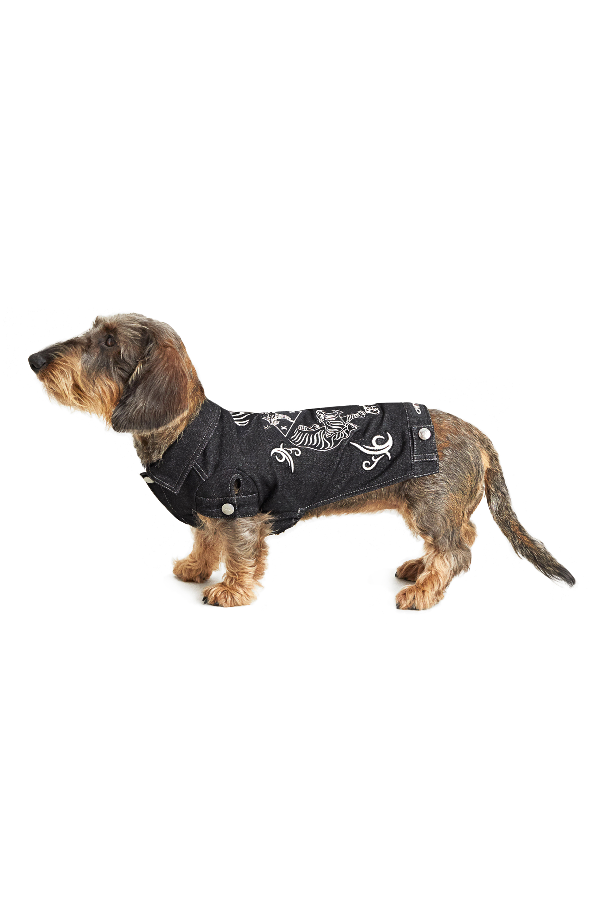 Diesel - PET-TIGERS, ブラック - Image 4