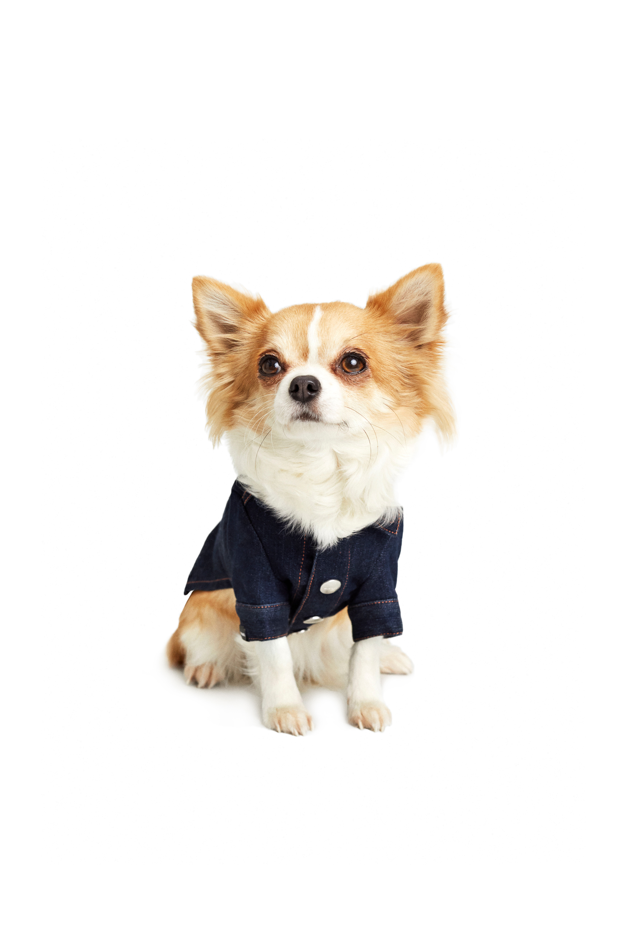 Diesel - PET-FLAMES, ダークブルー - Image 2